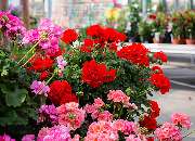 1A Garten Zitzelsberger - GALLERY