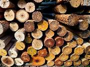 A. Geiger Baum- und Forstbaumschulen e.K. - GALLERY