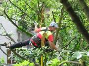 A.R.C.Tec Baumgutachten, Baumpflege - GALLERY