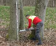 A.R.C.Tec Baumgutachten, Baumpflege - GALLERY