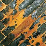 Abbruch Weinert - PAK (Polycyclisch aromatischer Kohlenwasserstoff)