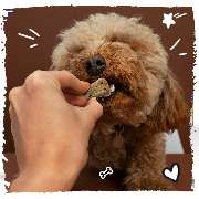 ae paws - GALLERY
