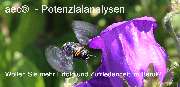 aec® - Institut für Coaching u. Training