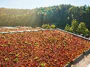 Aemilius GmbH - Dachbegrünung, Dachwartung & Flachdach Services - GALLERY