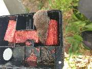 ahs - Schädlingsbekämpfung Abrell - GALLERY