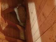 ahs - Schädlingsbekämpfung Abrell - GALLERY