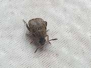 ahs - Schädlingsbekämpfung Abrell - GALLERY