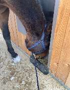 Aktivstall Dirnberg - GALLERY