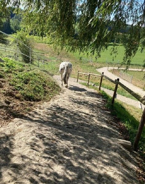 Aktivstall Dirnberg - GALLERY