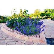 Alba Garten- und Landschaftsbau - GALLERY