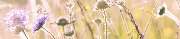 Alexa Pitz-Feuring - GALLERY