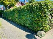 All Around Service - 5