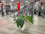 all inclusive Fitness Gelsenkirchen - GALLERY