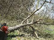 Allround Dienstleistungen Jörg Jattke - Baumfällarbeiten