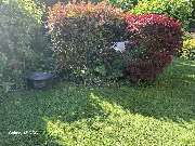 Allrounder-Masters Nezel - 10