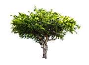 Amla Gesundheitspraxis & Physiotherapie, Krankengymnastik, Lymphdrainage, Massage, Besprechen, Shiatsu, Coaching, Lebensberatung - 2