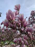 Amway und Dr. Juchheim-Methode Produkte und Vertriebsmöglichkeit - 1