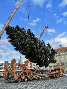 Andreas Deppner Baumpflege - GALLERY