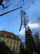 Andreas Deppner Baumpflege - GALLERY