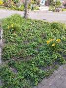 Andreas Meyer GaLa-Bau - 10