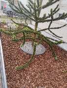 Andreas Meyer GaLa-Bau - 7