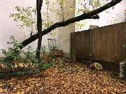 Angstfreier leben - Praxis für Ängste, Phobien und Panikattacken überwinden Hypnose Berlin-Mitte - Der Garten der Praxis im Herbst.
