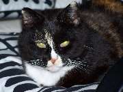 Anima4animals, Institut für Tierkommunikation - 3