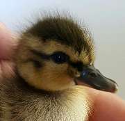Anima4animals, Institut für Tierkommunikation - 1