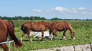 Anima4animals, Institut für Tierkommunikation - 4