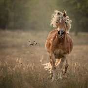 Anja Sehrt Fotografie - 8