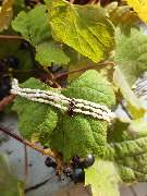 Anna's Goldschmiedewerkstatt - GALLERY