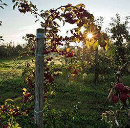 Apfelhof Wegener - GALLERY