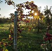 Apfelhof Wegener - GALLERY