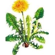 Apotheke am Bahnhof Volksdorf - Logo der Apotheke am Bahnhof Volksdorf