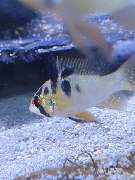 AquaCux by Zierfischzucht Eßers & Santos - 20251010_155901.jpg