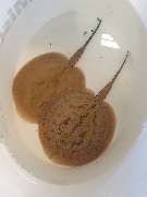 AquaCux by Zierfischzucht Eßers & Santos - 20251010_171120.jpg