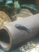 AquaCux by Zierfischzucht Eßers & Santos - 20251018_163946.jpg