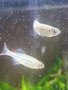 AquaCux by Zierfischzucht Eßers & Santos - 20251018_164036.jpg