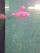 AquaCux by Zierfischzucht Eßers & Santos - 20251018_164202.jpg