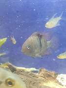 AquaCux by Zierfischzucht Eßers & Santos - 20251018_164403.jpg