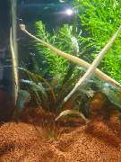 AquaCux by Zierfischzucht Eßers & Santos - 20251030_105727.jpg