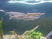 AquaCux by Zierfischzucht Eßers & Santos - IMAGE_c5f47730-5a87-4fe6-bd6e-596d508ad18f.jpg