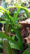 AquaLifeScape - GALLERY