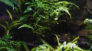 AquaLifeScape - GALLERY