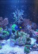 Aquarien Geis - GALLERY
