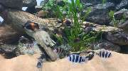 Aquaristik & Animal World - GALLERY