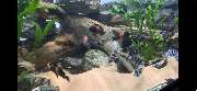Aquaristik & Animal World - GALLERY