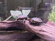 Aquaristik & Animal World - GALLERY