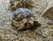 Aquaristik & Animal World - GALLERY