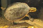 Aquaristik & Animal World - GALLERY